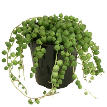Senecio Rowleyanus - String of Pearls Green